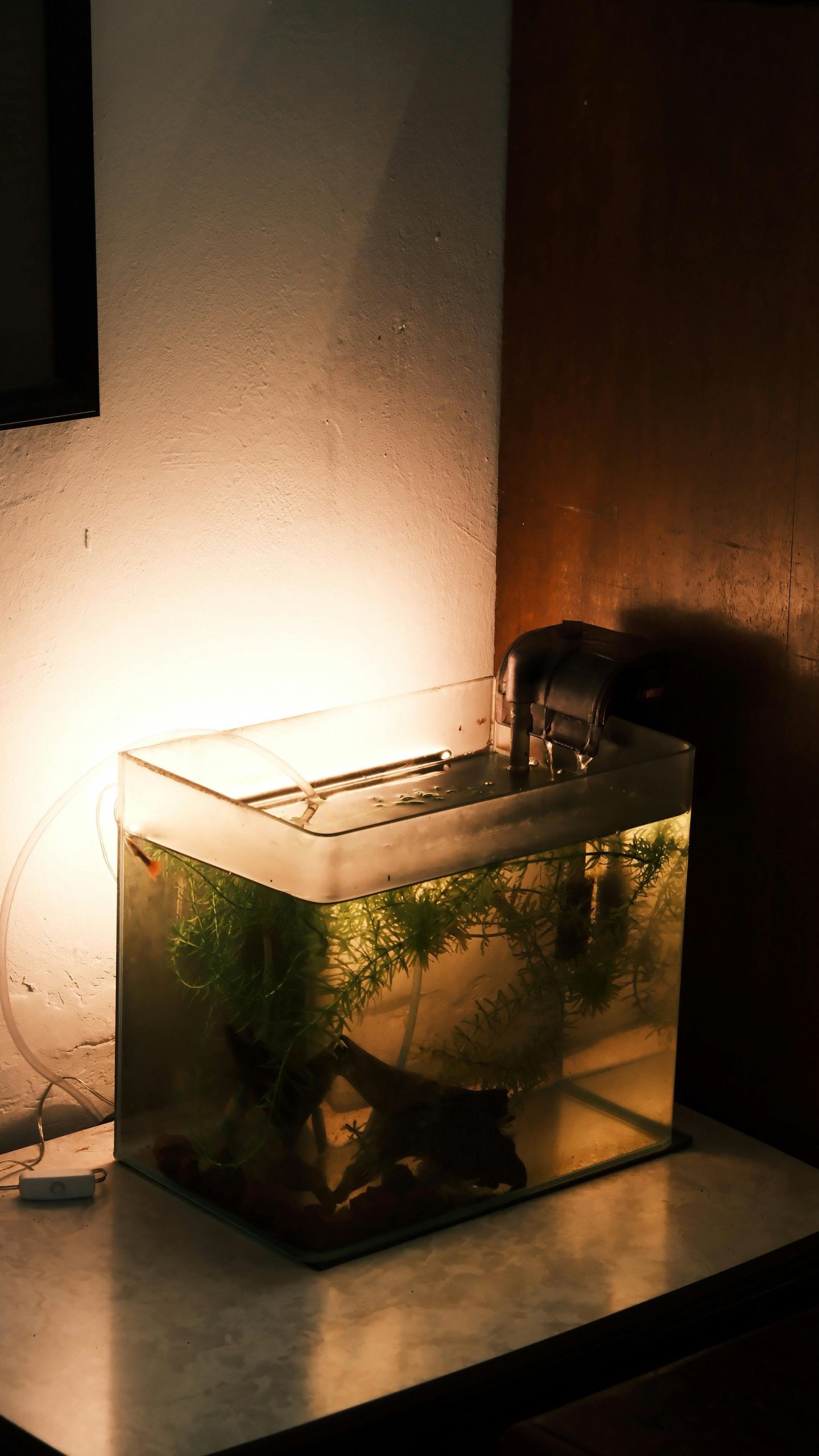 Comment choisir et entretenir un filtre externe pour aquarium